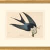 Audubon's Watercolors Octavo Pl. 72, Swallow-tailed Kite