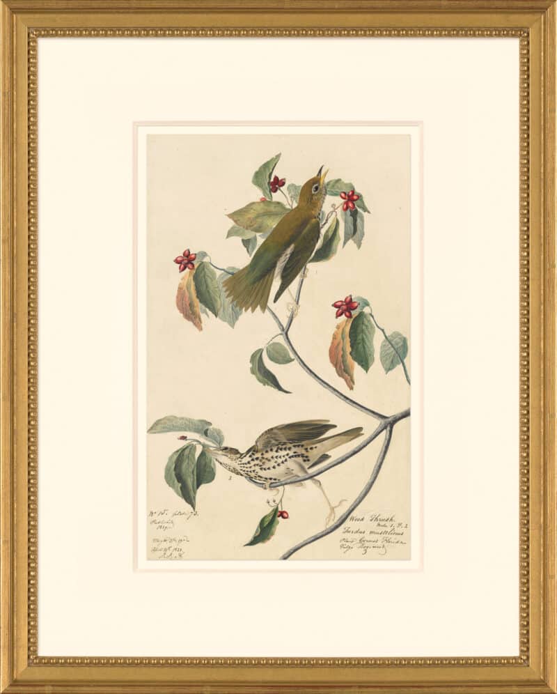 Audubon's Watercolors Octavo Pl. 73, Wood Thrush