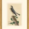 Audubon's Watercolors Octavo Pl. 75, Merlin