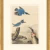 Audubon's Watercolors Octavo Pl. 77, Belted Kingfisher
