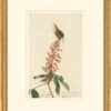 Audubon's Watercolors Octavo Pl. 78, Carolina Wren