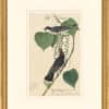Audubon's Watercolors Octavo Pl. 79, Eastern Kingbird
