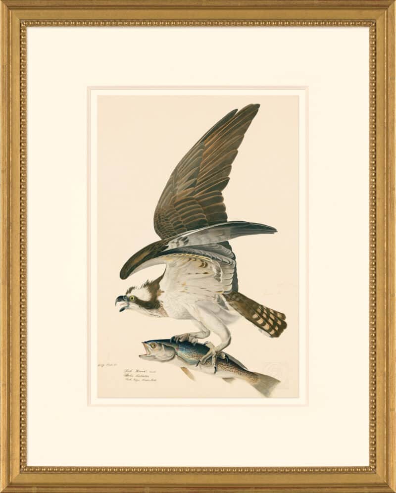 Audubon's Watercolors Octavo Pl. 81, Fish Hawk or Osprey
