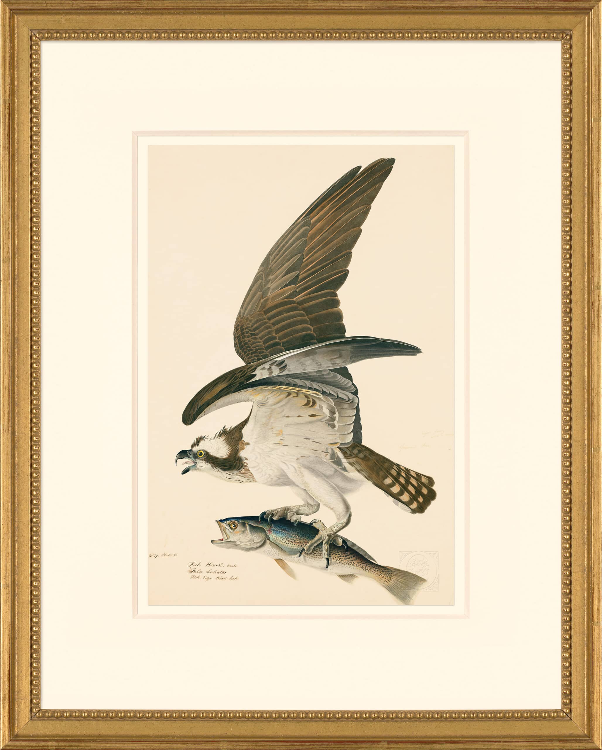 Audubon's Watercolors Octavo Pl. 81, Fish Hawk or Osprey  Audubon's  Watercolors Octavos - The New-York Historical Society Edition