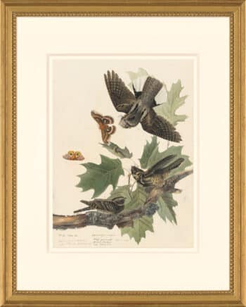 Audubon's Watercolors Octavo Pl. 82, Whip-poor-will