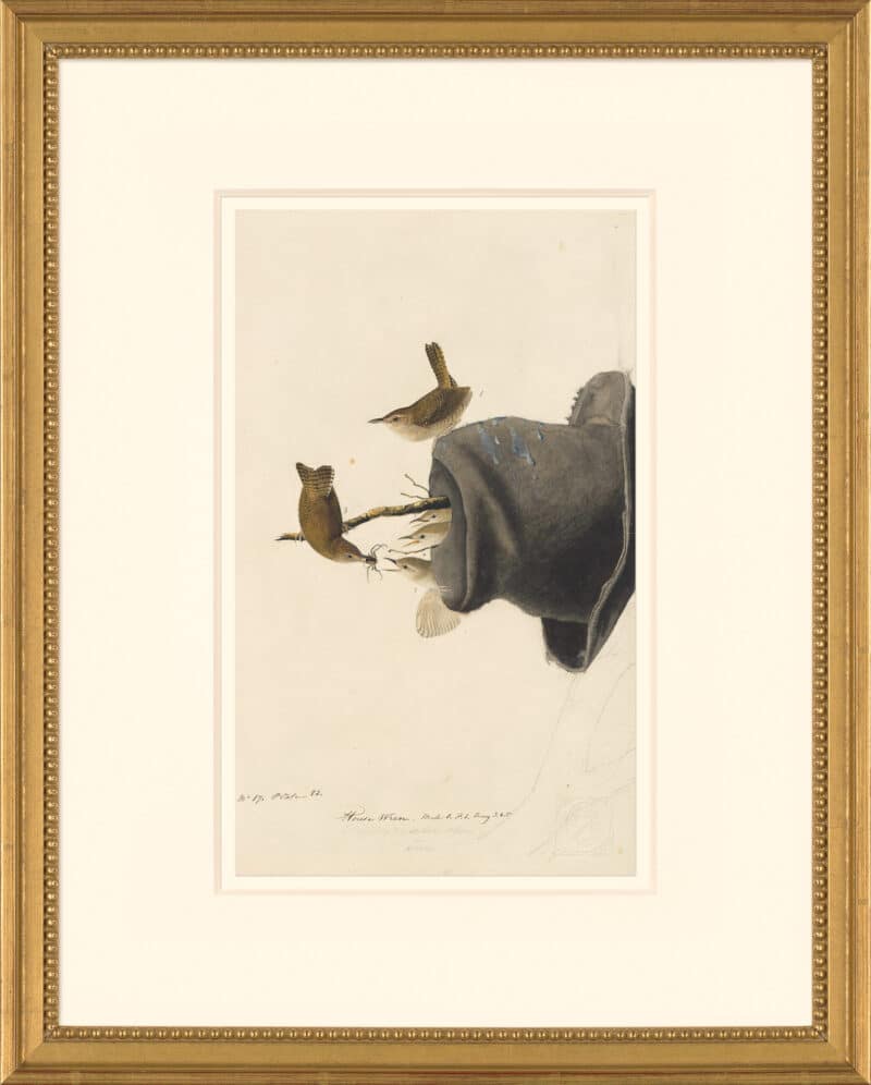 Audubon's Watercolors Octavo Pl. 83, House Wren