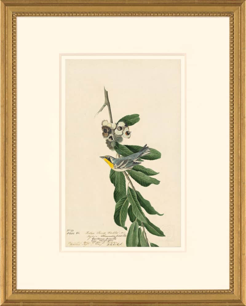 Audubon's Watercolors Octavo Pl. 85, Yellow-throated warbler