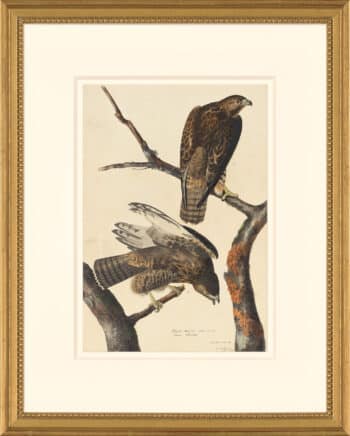 Audubon's Watercolors Octavo Pl. 86, Harlan's Red-tailed Hawk