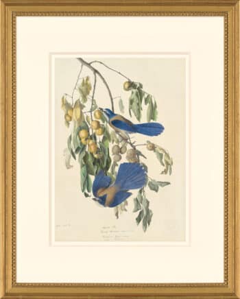 Audubon's Watercolors Octavo Pl. 87, Florida Scrub Jay