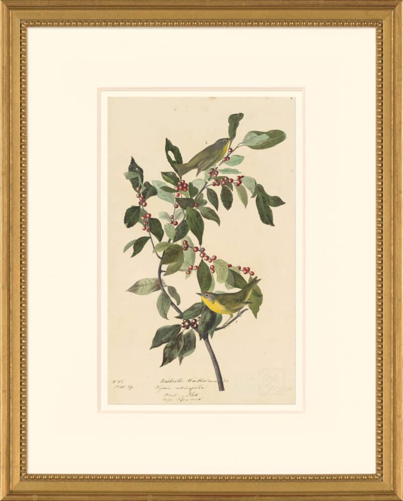 Audubon's Watercolors Octavo Pl. 89, Nashville Warbler