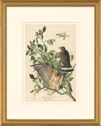 Audubon's Watercolors Octavo Pl. 91, Broad-winged Hawk
