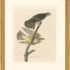 Audubon's Watercolors Octavo Pl. 92, Merlin