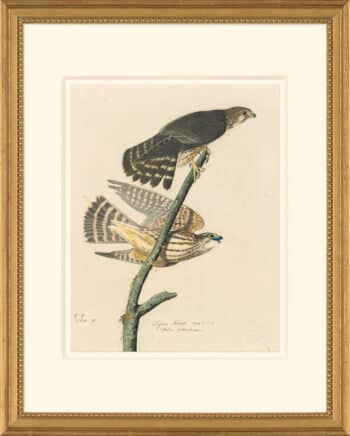 Audubon's Watercolors Octavo Pl. 92, Merlin