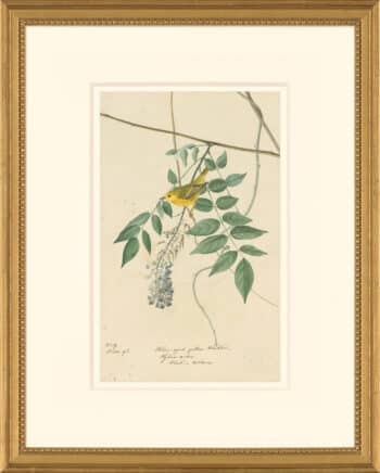 Audubon's Watercolors Octavo Pl. 95, Yellow Warbler