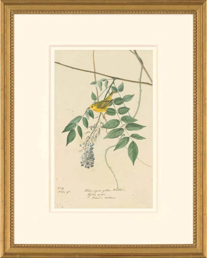 Audubon's Watercolors Octavo Pl. 95, Yellow Warbler
