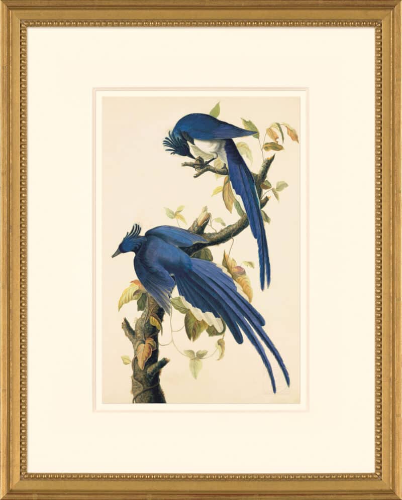Audubon's Watercolors Octavo Pl. 96, Columbia Jay