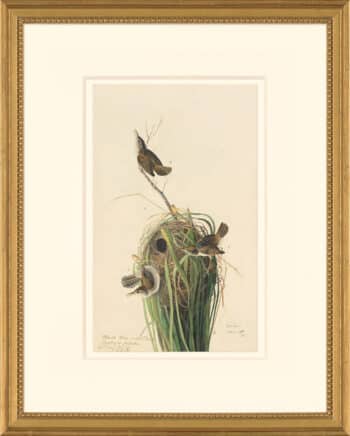 Audubon's Watercolors Octavo Pl. 98, Marsh Wren
