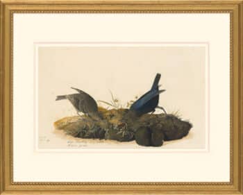 Audubon's Watercolors Octavo Pl. 99, Brown-headed Cowbird