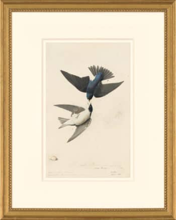 Audubon's Watercolors Octavo Pl. 100, Tree Swallow