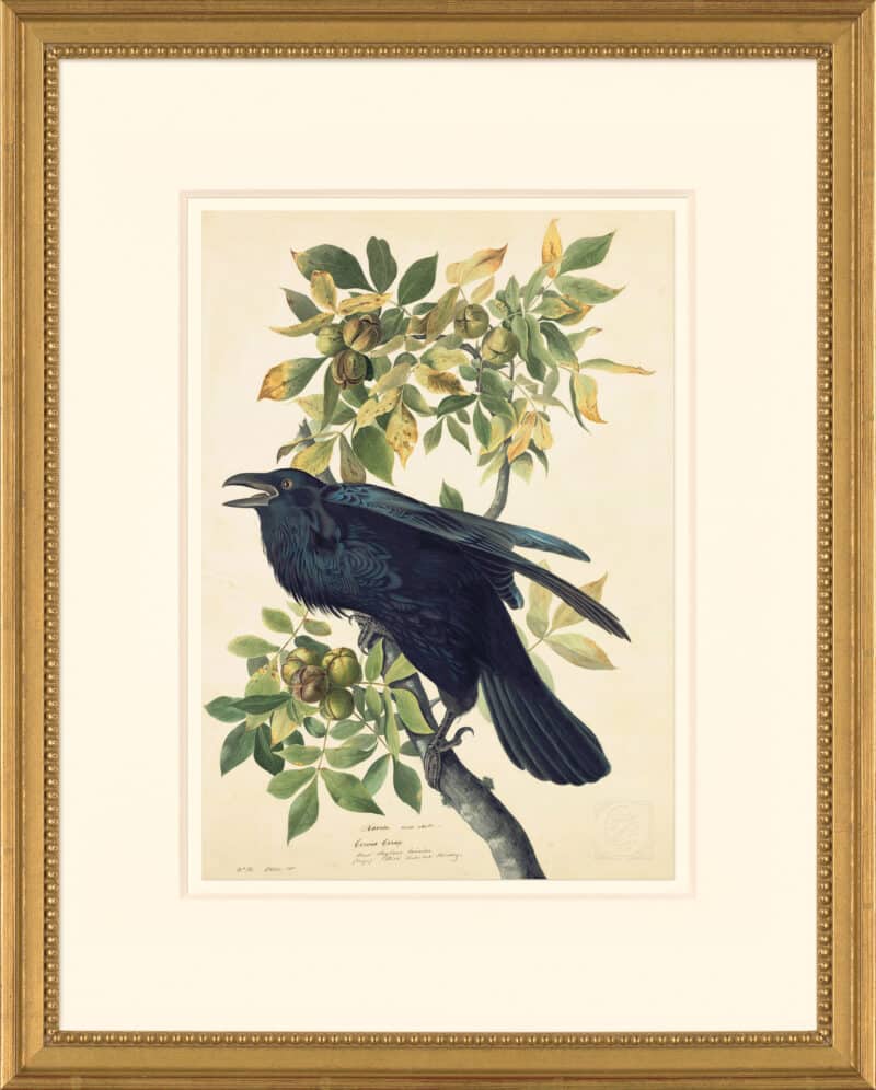 Audubon's Watercolors Octavo Pl. 101, Raven