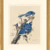 Audubon's Watercolors Octavo Pl. 102, Blue Jay