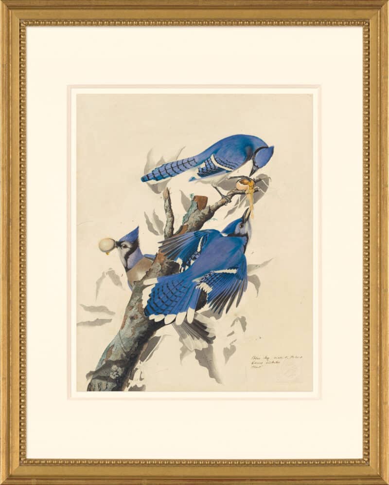 Audubon's Watercolors Octavo Pl. 102, Blue Jay