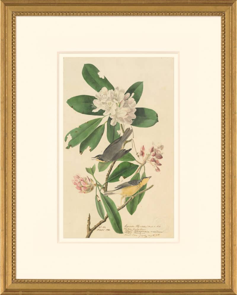 Audubon's Watercolors Octavo Pl. 103, Canada Warbler