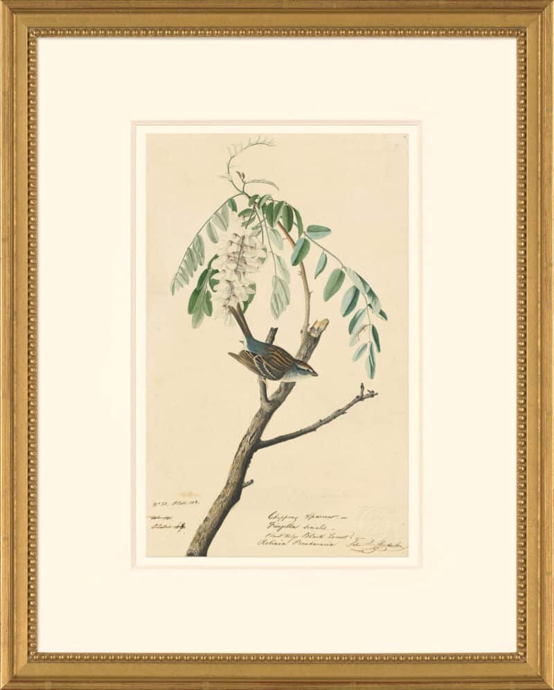 Audubon's Watercolors Octavo Pl. 104, Chipping Sparrow