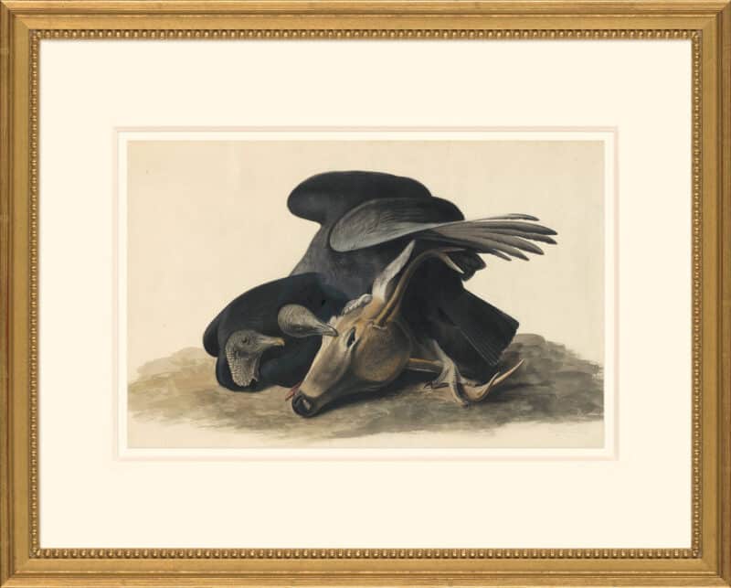 Audubon's Watercolors Octavo Pl. 106, Black Vulture