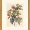 Audubon's Watercolors Octavo Pl. 107, Gray Jay