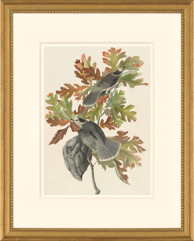 Audubon's Watercolors Octavo Pl. 107, Gray Jay