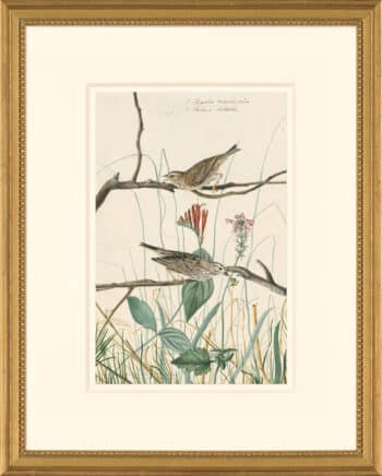 Audubon's Watercolors Octavo Pl. 109, Savannah Sparrow