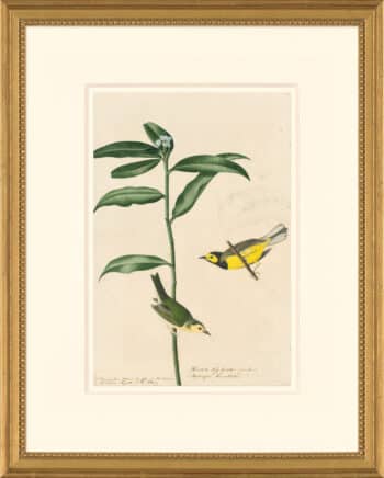 Audubon's Watercolors Octavo Pl. 110, Hooded Warbler