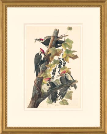 Audubon's Watercolors Octavo Pl. 111, Pileated Woodpecker
