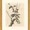 Audubon's Watercolors Octavo Pl. 112, Downy Woodpecker