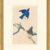 Audubon's Watercolors Octavo Pl. 113, Eastern Bluebird