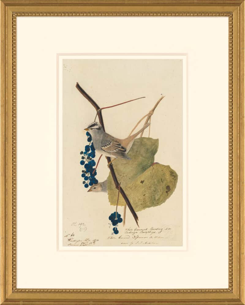 Audubon's Watercolors Octavo Pl. 114, White-crowned Sparrow