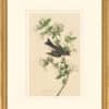 Audubon's Watercolors Octavo Pl. 115, Eastern Wood-Pewee