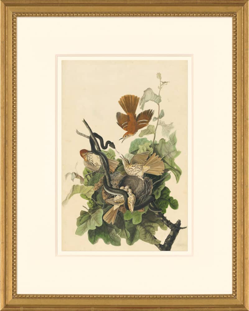 Audubon's Watercolors Octavo Pl. 116, Brown Thrasher