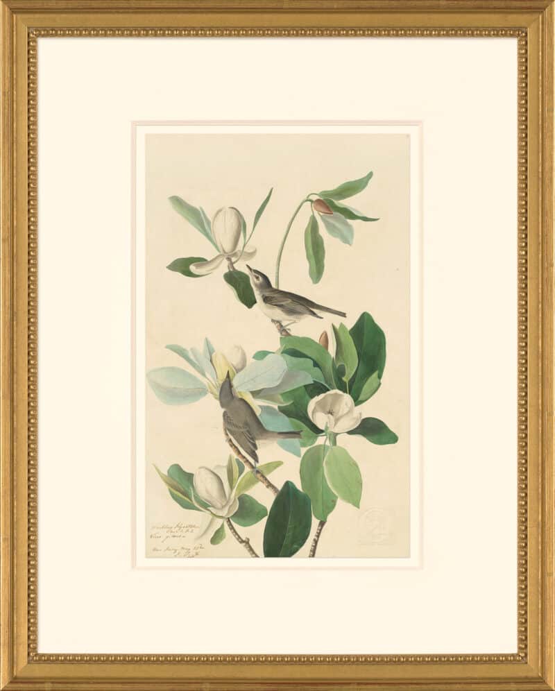 Audubon's Watercolors Octavo Pl. 118, Warbling Vireo