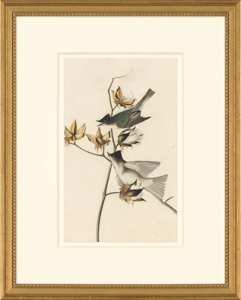 Audubon's Watercolors Octavo Pl. 120, Eastern Phoebe