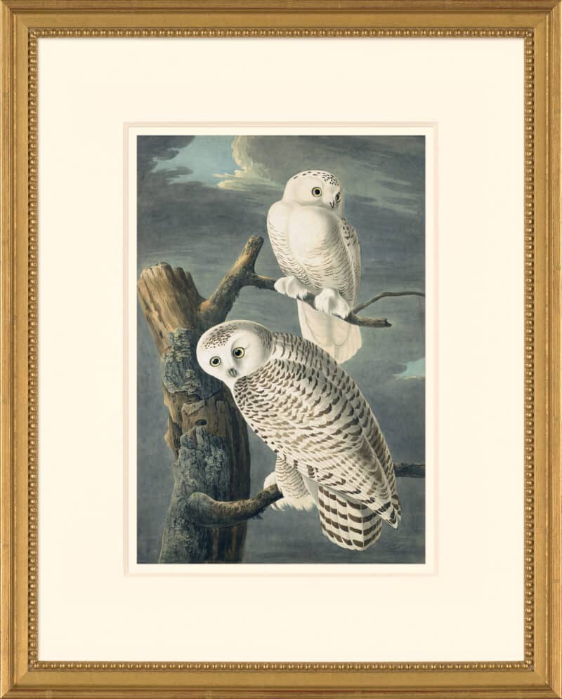 Audubon's Watercolors Octavo Pl. 121, Snowy Owl