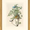 Audubon's Watercolors Octavo Pl. 122, Blue Grosbeak