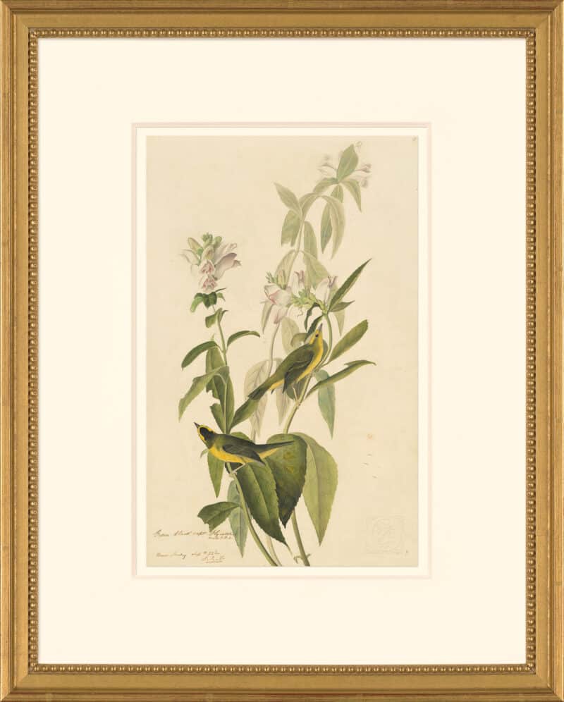 Audubon's Watercolors Octavo Pl. 124, Wilson's Warbler