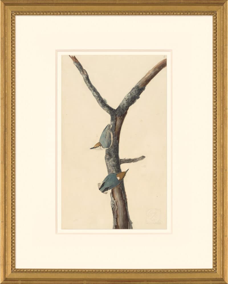 Audubon's Watercolors Octavo Pl. 125, Brown-headed Nuthatch