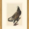 Audubon's Watercolors Octavo Pl. 126, Bald Eagle