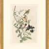 Audubon's Watercolors Octavo Pl. 127, Rose-Breasted Grosbeak