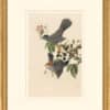 Audubon's Watercolors Octavo Pl. 128, Gray Catbird