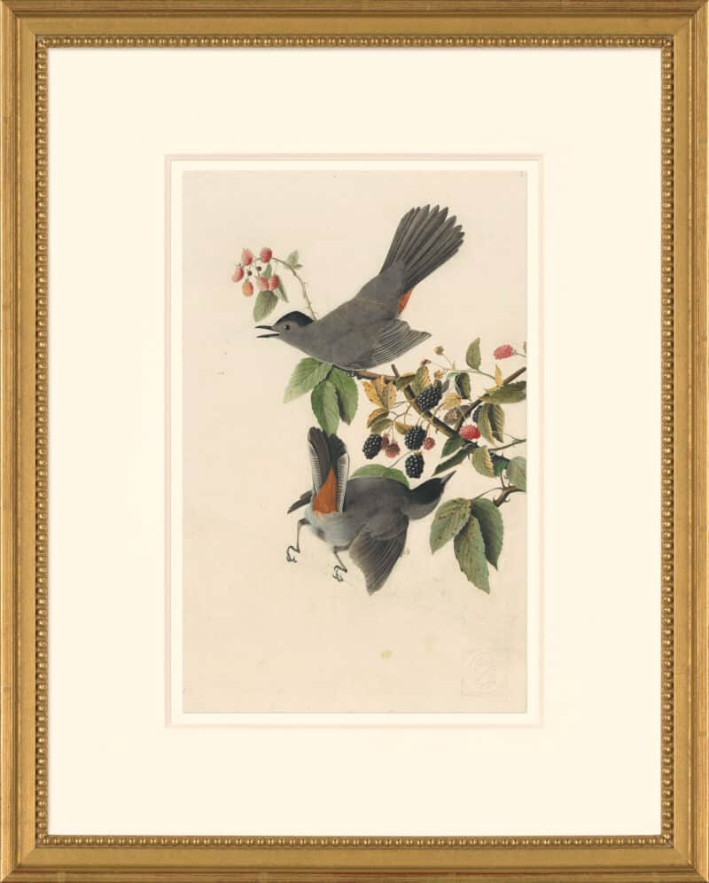 Audubon's Watercolors Octavo Pl. 128, Gray Catbird