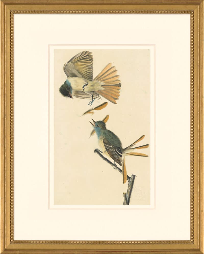 Audubon's Watercolors Octavo Pl. 129, Great Crested Flycatcher